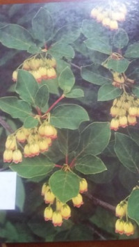 Flowering shrubs : the time-life encyclopedia of gardening