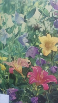 Perennials:the time-life encyclopedia of gardening