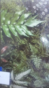 Ferns:the time-life encyclopedia of gardening