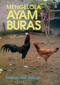 Mengelola ayam buras